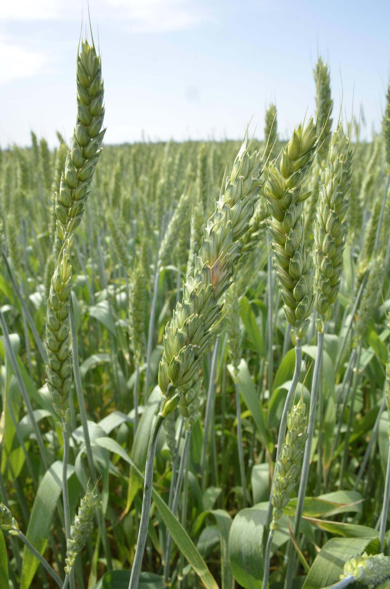 Высокая влажность воздуха, осадки в период цветения культуры привели к заражению колоса пшеницы фузариозом. 