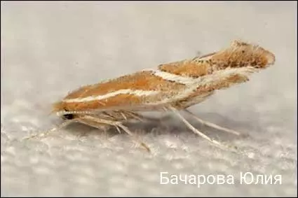 Юлия Валерьяновна