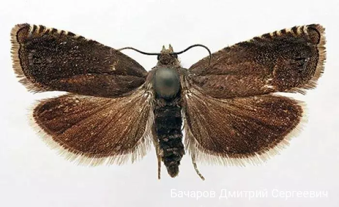 Дмитрий С.